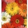 Gerbera_jamesonii_Californian_Riesen_mix