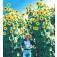 Sonnenblume_Helianthus_annuus_Kong