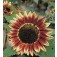 Sonnenblume_Helianthus_annuus_Florenza