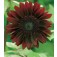 Sonnenblume+Helianthus_annuus_Moulin_Rouge
