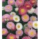 Helipterum_roseum_Giant_Mix_Sonnenflügel