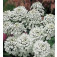 Iberis_amara / coronaria_Empress_Schleifenblume