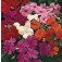 Fleißiges_Lieschen_Impatiens_walleriana_Baby_Mix