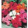 Fleißiges Lieschen_Impatiens_walleriana_F2_Safari