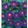 Prunkwinde_Ipomoea_purpurea_Grandpa_Ott