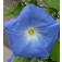 Prunkwinde_Ipomoea_tricolor_Heavenly_Blue