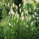 Hasenschwanzgras_Laguras_ovatus_Bunny_Tails