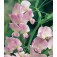 Staudenwicke_Lathyrus_latifolius_Pink Pearl