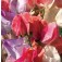 Duftwicke_Edelwicke_Incense_mix