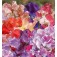 Gartenwicke_Big_Top