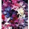 Lathyrus_odoratus_Horizon_mix_Wicke