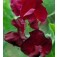 Lathyrus_odoratus_Beaujolais_weinrote_Duftwicke