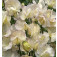 Duftwicke_Lathyrus_odoratus_Old_Times