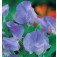 Wicke_Lathyrus_Mammoth_Blue