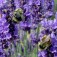 Lavendel_avandula_angustifolia_Hidcote_Strain