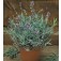 lavandula