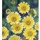 Layia_elegans_platyglossa_Gelbe_Margarite