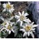 Leontopodium_alpinum_Edelweiss