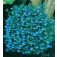 Lobelia_Cambridge_Männertreu_J02456
