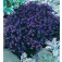 Lobelia_Crystal_Palace_Männertreu_J02500