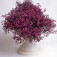 Lobelia_erinus_pendula_Red_Cascade_Männertreu