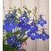 Lobelia_erinus_pendula_Sapphire_Männertreu