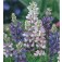 Lupine_Pixie_Delight