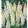 Lupinus_polyphyllus_Noble_Maiden_Lupine_H37321