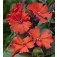 Lychnis_haageana_Molten_Lava_Garten-Lichtnelke