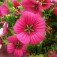 Trichtermalve_Malope_trifida_Vulcan