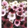 Malope_trifida_Trichtermalve
