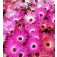 Mesembryantemum_gramineus_African_Dream_Mittagsblume