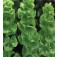 Moluccella_laevis_Muschelblume