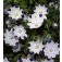 Liebeshainblume_Five_Spot