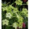 Nicotiana_sanderae_Lime_Green_Ziertabak