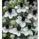 Nigella_hispanica_African_Bride_Schwarzkümmel