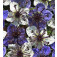 Nigella_papillosa_Musical_Prelude_Schwarzkümmel