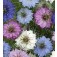 Nigella_damascena_Persian_Jewel_mix