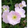 Oenothera_speciosa_Silky_Orchid_Nachtkerze