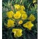 Oenothera_missouriensis_Nachtkerze