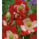 Papaver_somniferum_Victoria_Cross_Schlafmohn