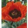 Mohn_Papaver_orientale_Brilliant_H37540