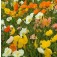 Papaver_nudicaule_Iceland_mix_Islandmohn