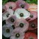 Perlmutmohn_Papaver_rhoeas_Mother_of_Pearl 