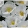 Papaver_rhoeas_weisser_Klatschmohn