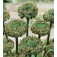 Papaver_somniferum_Hen_Chickens_Mohn