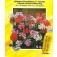 Geranie_Pelargonium_peltatum_Summer_Showers