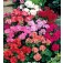 Pelargonium_zonale_Multiflora_Geranie