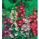 Bartfaden_Penstemon_hartwegii_Sensation_mix