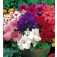 Petunia_grandiflora_Special_mix